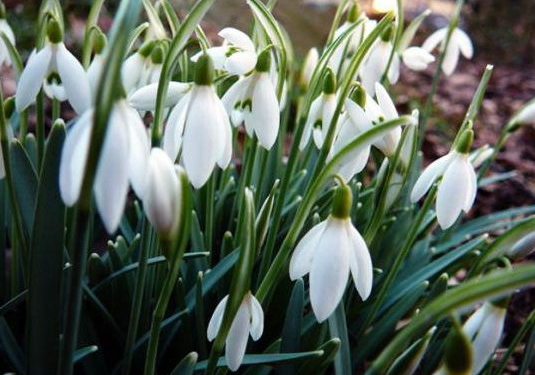 Тернополян будуть штрафувати … за квіти
