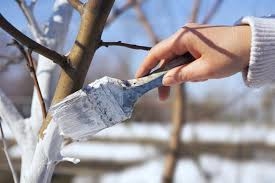 Геть совок: більше у Тернополі білити дерева не будуть
