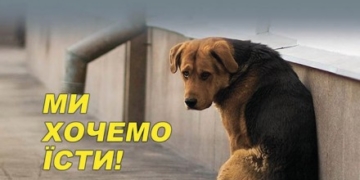 Печиво, ліки та будки, –  ці речі потрібні безпритульним собакам у Тернополі