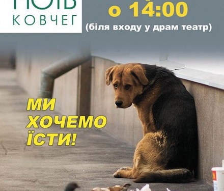 Печиво, ліки та будки, –  ці речі потрібні безпритульним собакам у Тернополі