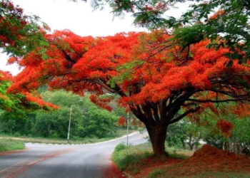 У Тернопільському парку з’являться екзотичні дерева, які були знищені