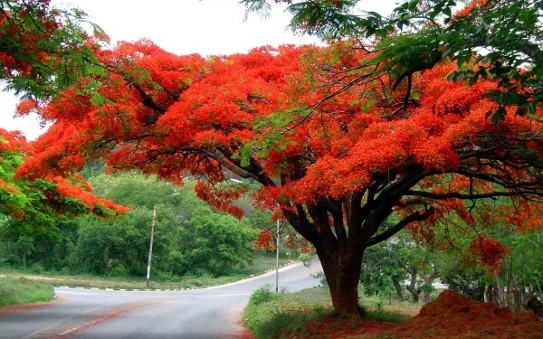 У Тернопільському парку з’являться екзотичні дерева, які були знищені