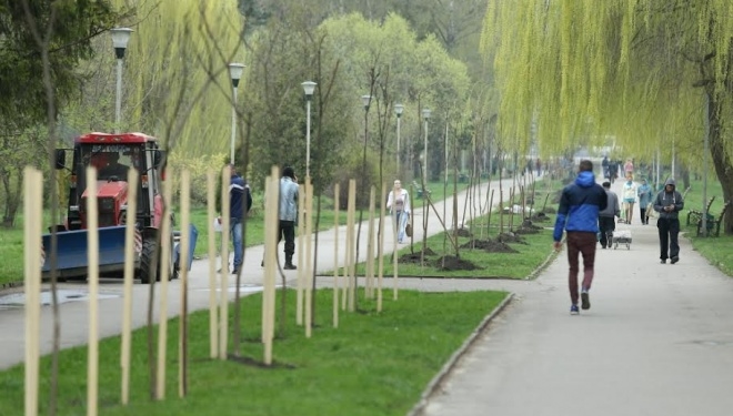 У парку “Топільче” посадили 60 катальп (ФОТО)