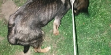 Жахіття: тернополянка знущалася над собакою з притулку, морила голодом (фото, відео)