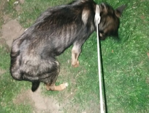 Жахіття: тернополянка знущалася над собакою з притулку, морила голодом (фото, відео)