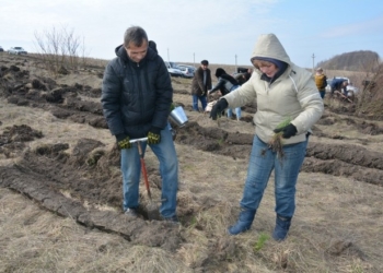 Чиновники хваляться, що вони на Тернопільщині посадили 5 гектарів лісу