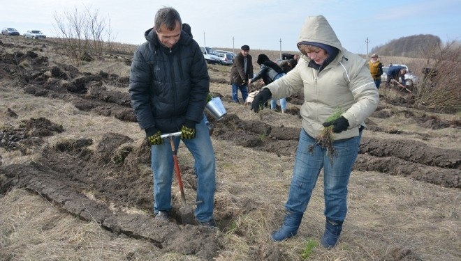 Чиновники хваляться, що вони на Тернопільщині посадили 5 гектарів лісу