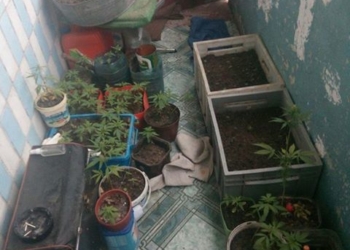 У тернополянина знайшли 150 кущів канабісу