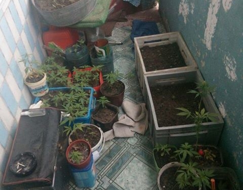 У тернополянина знайшли 150 кущів канабісу