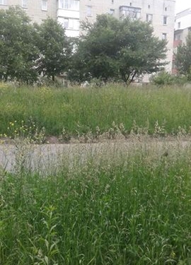 У Тернополі з’явився новий орган, який буде боротися з непокошеними газонами