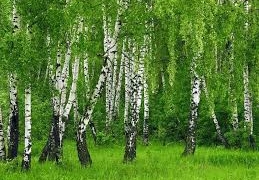 За самовільне добування березового соку загрожують штрафи