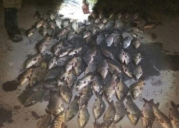 Патрульні затримали браконьєрів за “гарячими слідами”