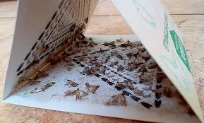 Тернополянам радять як ефективно позбутися молі на кухні та в шафі