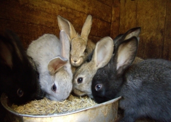 Троє мешканців Тернопільщини влипли у “кролячу історію”