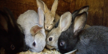 Троє мешканців Тернопільщини влипли у “кролячу історію”