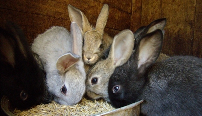 Троє мешканців Тернопільщини влипли у “кролячу історію”