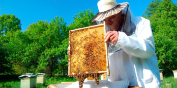 Пасічники зі всієї Тернопільщини зберуться на унікальний форум