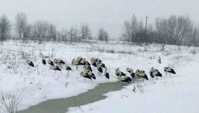 Жителів Тернопільщини закликають допомогти лелекам пережити холодну пору