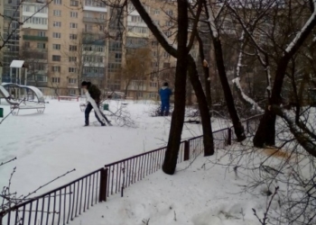 Як у Тернополі заради мешканців деякі дерева підрізають