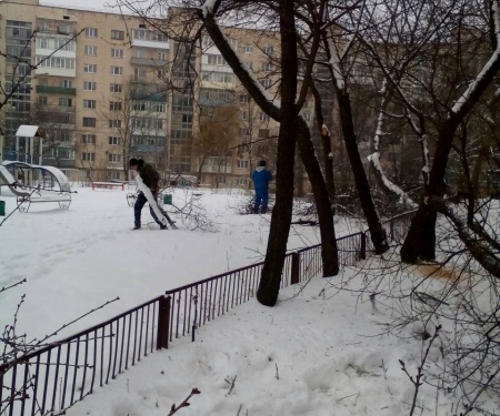 Як у Тернополі заради мешканців деякі дерева підрізають