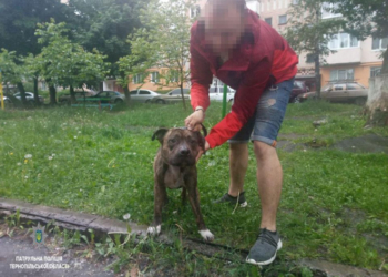 Бійцівська собака гуляла у Тернополі без повідка і намордника: люди викликали поліцію