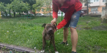 Бійцівська собака гуляла у Тернополі без повідка і намордника: люди викликали поліцію