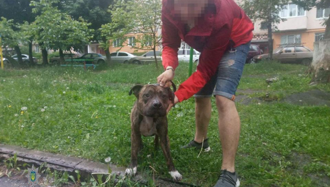 Бійцівська собака гуляла у Тернополі без повідка і намордника: люди викликали поліцію