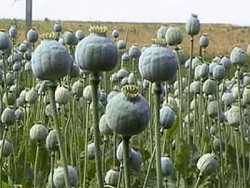 На Тернопільщині полюватимуть за тими, хто вирощує на полях мак і коноплю