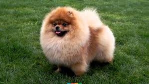 На Тернопільщині викрали цуценят дуже дорогої породи