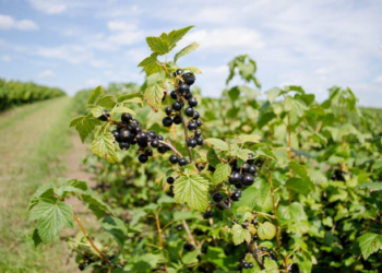 В області у першу чергу профінансовані кооперативи, створені воїнами АТО