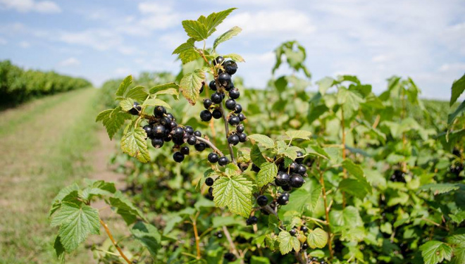 В області у першу чергу профінансовані кооперативи, створені воїнами АТО