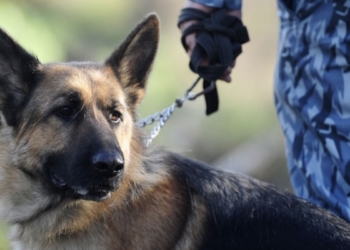 Тернопільська спортсменка стала чемпіонкою Європи з легкої атлетики