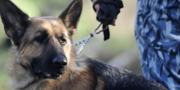 Тернопільська спортсменка стала чемпіонкою Європи з легкої атлетики