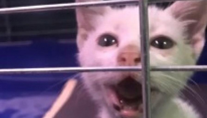 У Тернополі поліція перевіряє факт знущання чоловіка над кошеням