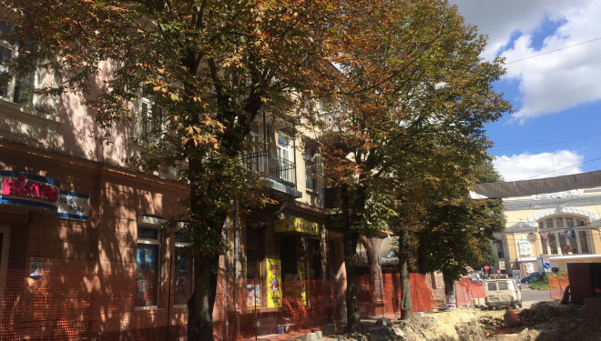 На одній тернопільській вулиці з’являться нові дерева