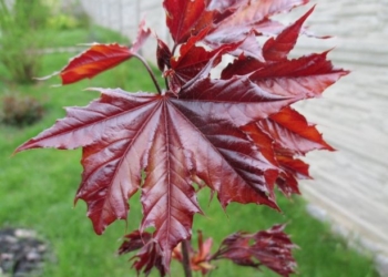 Як у Тернополі на одному сквері нові дерева висадять