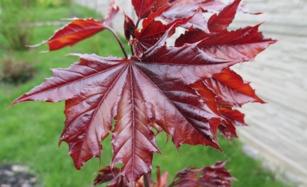 Як у Тернополі на одному сквері нові дерева висадять