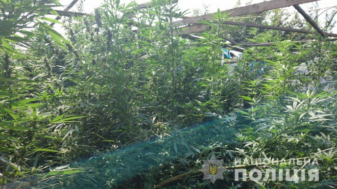 На Тернопільщині спіймали наркоділків