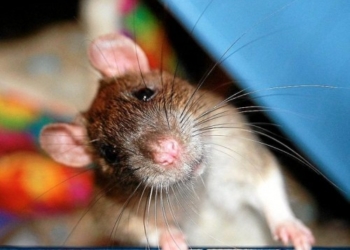 Про щурів і чому вони водяться біля одного з будинків Тернополя?