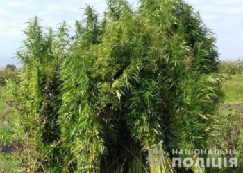 Поле коноплі замість картоплі – на Тернопільщині