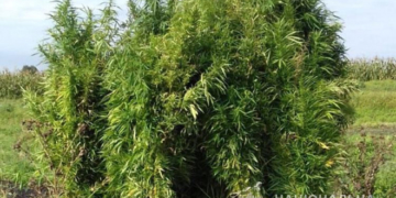 Поле коноплі замість картоплі – на Тернопільщині