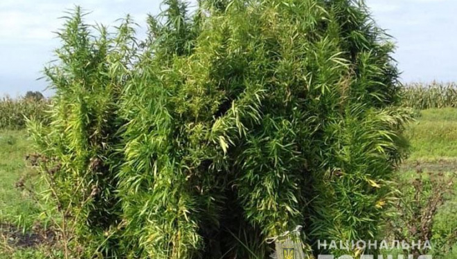 Поле коноплі замість картоплі – на Тернопільщині