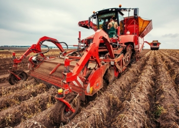 Агрохолдинг «МРІЯ» завершив збирати картоплю