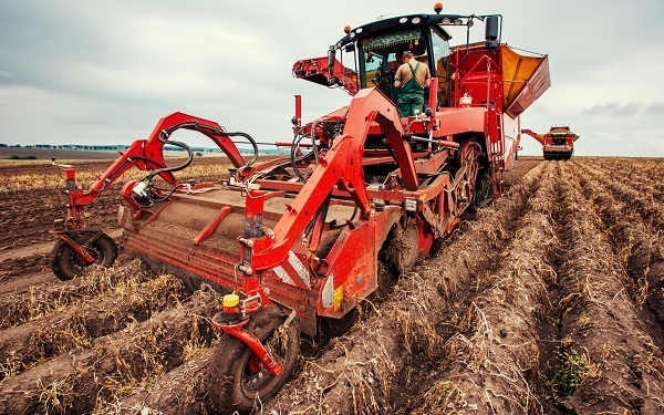 Агрохолдинг «МРІЯ» завершив збирати картоплю