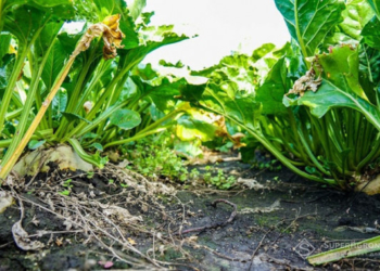 Під Тернополем змагалися кукурудза та цукровий буряк (відео)