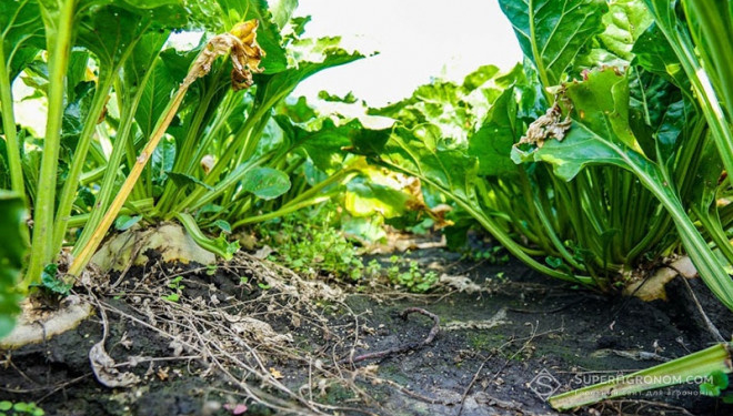Під Тернополем змагалися кукурудза та цукровий буряк (відео)
