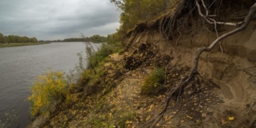Знайшли в лісі мертвим і без руки: моторошні подробиці загибелі жителя Тернопільщини