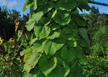 Унікальну енергетичну ферму з рослин створили на Тернопільщині (відео)