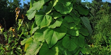 Унікальну енергетичну ферму з рослин створили на Тернопільщині (відео)