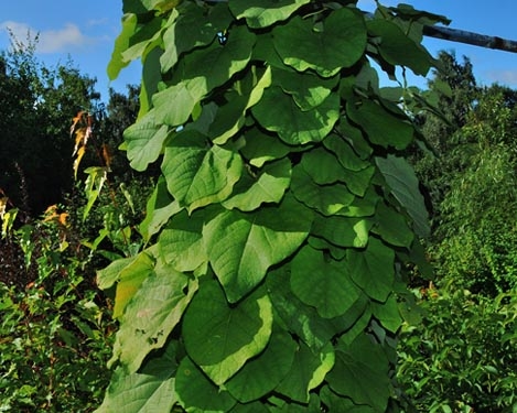 Унікальну енергетичну ферму з рослин створили на Тернопільщині (відео)